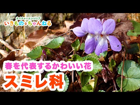 一般的な夜スミレ 植物