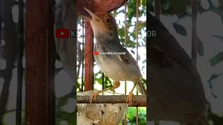 Download lagu Masteran Prenjak Betina. Shorts# mp3 Download lagu Masteran Prenjak Betina. Shorts# mp3