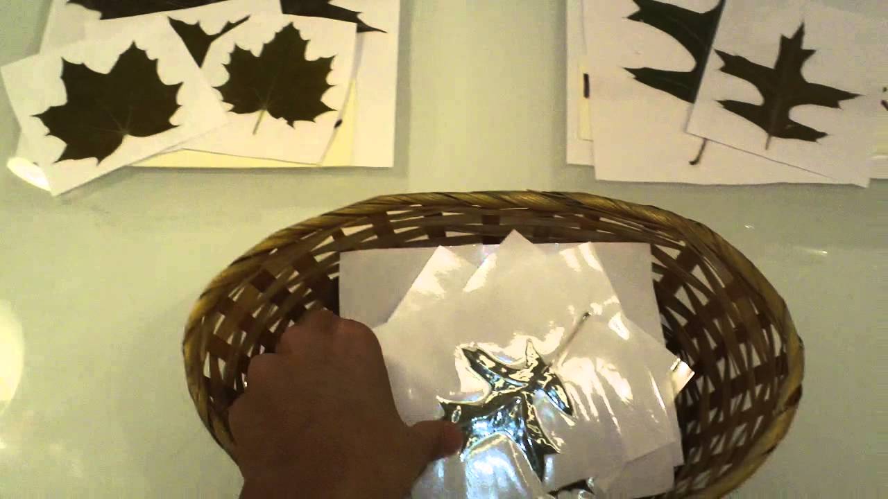 Sorting Leaves:Preschool Nature Activity