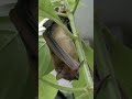 Bat Sounds ️ Bat