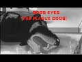Dogs eyes [The plague dogs] 