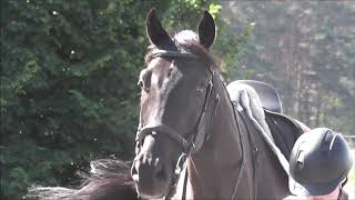 Video von Tall black machine for jumpig/ eventing