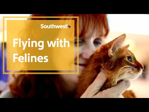 Flying with Felines | Southwest Airlines