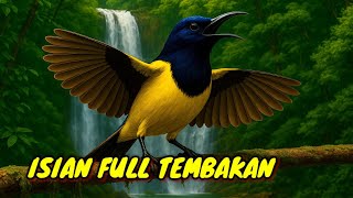 Download lagu Masteran sogon gacor full tembakan terapi air suara jernih mp3 Download lagu Masteran sogon gacor full tembakan terapi air suara jernih mp3