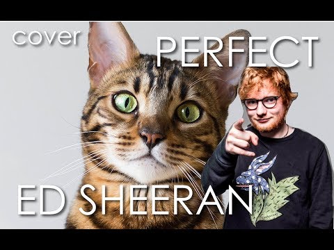 Ed Sheeran - Perfect cover by animals (Cat, Goat & Dog)