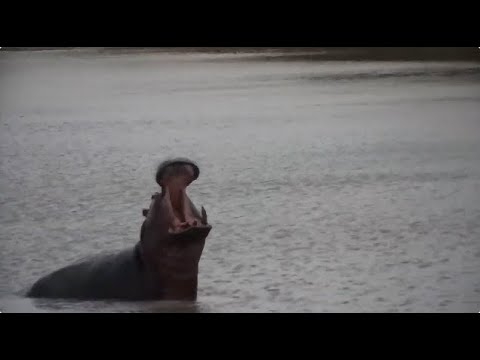 Djuma: Hippo-nice big yawn too - 17:43 - 09/26/2023