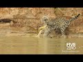 Jaguar Vs Anaconda In Brazil