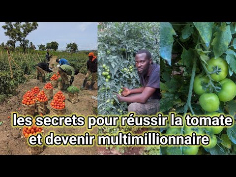 Avec 300mil commencer votre culture de tomates sur 800m2 et devenez multimillionnaire