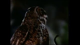 A Árvore da Maldição