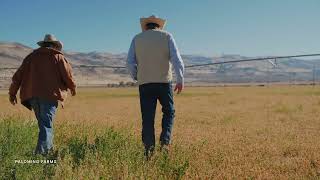 Palomino Farm Un Branded