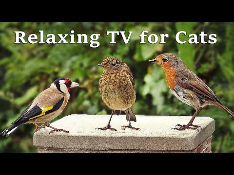 Calming TV for Cats : Cat TV - My Garden Birds - Relaxing Nature Music for Cats to Sleep