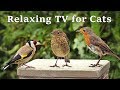 Calming TV For Cats Cat TV My Garden Birds Relaxing Nature Music For Cats To Sleep
