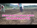 Cara Mudah Semai Benih Padi Lahan Kering