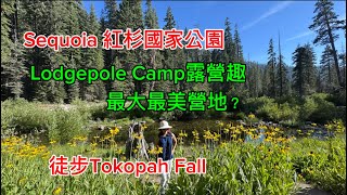Sequoia 美洲紅杉國家公園露營趣｜園內最大最好的營地 來了解一下Lodgepole Campground