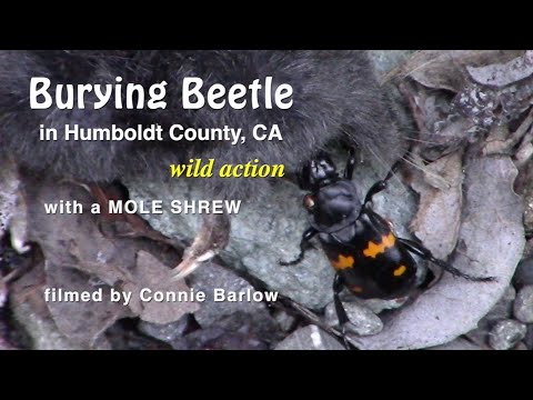Burying Beetle (Nicrophorus) - Wild Action with Shrew Mole Carcass (California)
