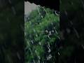 Barsaat Ke Din Aaye Hindi Rain Song Shorts