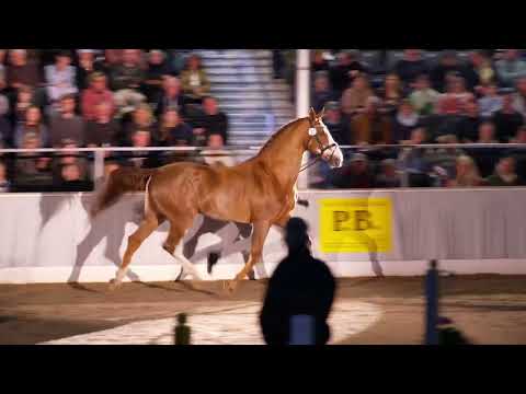 Ogano Sitte bei der 32. Hannoveraner Privathengstschau 2024 in Verden