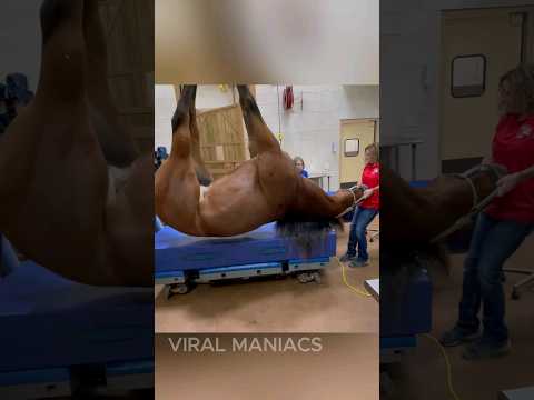 Making Antivenom From Horse Blood #shorts