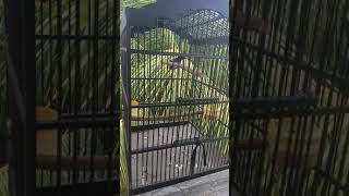 Download lagu Cara jinakkan Kacer Giras mp3 Download lagu Cara jinakkan Kacer Giras mp3