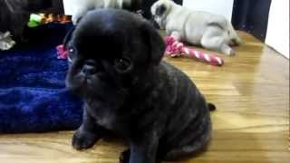 Cutest Pug Puppies Ever!