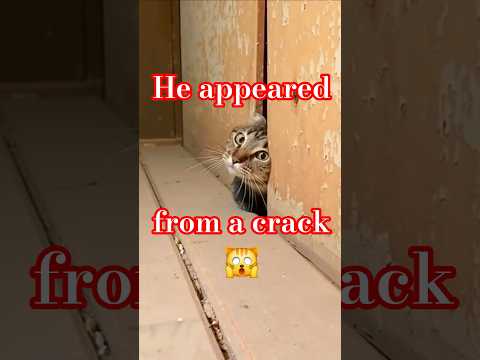 КУДА Я ПОПАЛ🙀 ЭТО НЕВЕРОЯТНО😻😹  #cat #funny  #веселыекоты #видосыоткота #приколЫ #shortsvideo
