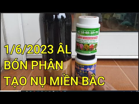 🔴 QBS23436 - THỜI ĐIỂM TẠO NỤ CHO CÂY MAI VÀNG MIỀN BẮC | TẠO NỤ CHO CÂY MAI VÀNG MIỀN BẮC KHI NÀO