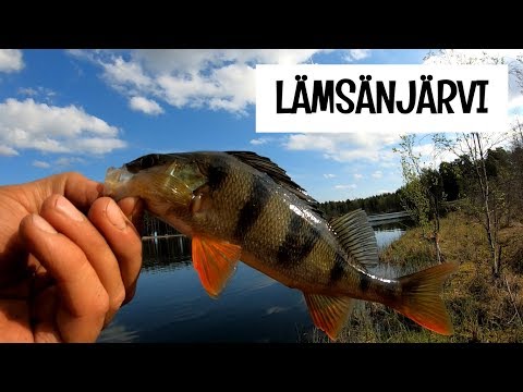 LÄMSÄNJÄRVI - SUURHAUKI JA ISOJA AHVENIA - OULUN KALAPAIKAT