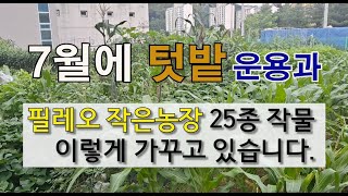 7월에 텃밭 운용과 필레오 작은농장 25종의 작물 이렇게 가꾸고 있습니다. #7월 주말농장 텃밭 가꾸기 #여…