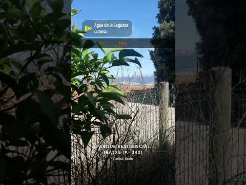 🕺💃 youtubeshorts 🕺💃 Agua de la Saguaca La Diosa, Part 27 #music #youtubeshorts