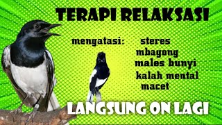 Download lagu Terapi Kacer Stres dan Macet Bunyi segara Gacor lagi | GUDANG MASTERAN mp3 Download lagu Terapi Kacer Stres dan Macet Bunyi segara Gacor lagi | GUDANG MASTERAN mp3