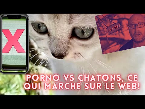 E6.Les contenus qui marchent sur le WEB!      #chatons #cats #france #canada #switzerland