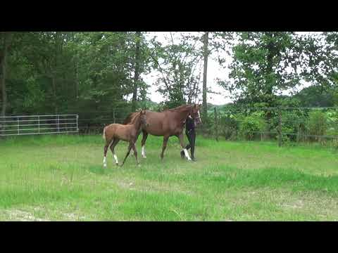 Stutfohlen von Livaldon x Dancier