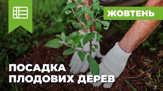 Как правильно посадить саженец яблока-груши - Видео онлайн