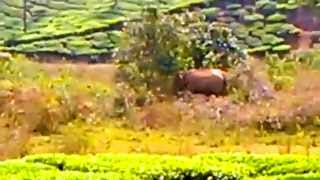 preview picture of video 'elephant in valparai'