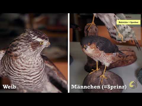 Taggreifvögel Habichtartige