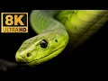 Closeup Of Snake Pit Organs Eyes And Mouth Hunting Diamond Python Wildlifeanimal