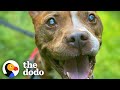 Nobody Thought This Blind Pittie Would Ever See Again Until The Dodo