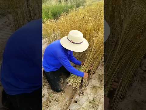 Flax seed harvesting #agriculture #farmer #healthy