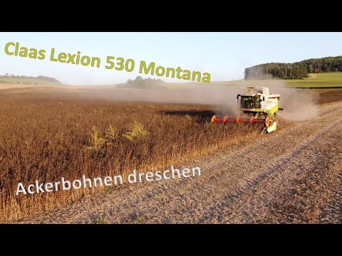Ackerbohnen Dreschen | Claas Lexion | Fendt 614 | Mähdrescher | Kurz und knackig