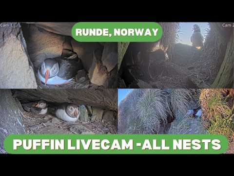 Herøy - Live fra lundefugl reir på Runde