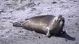 preview picture of video 'Long Island Seal Release part 2'