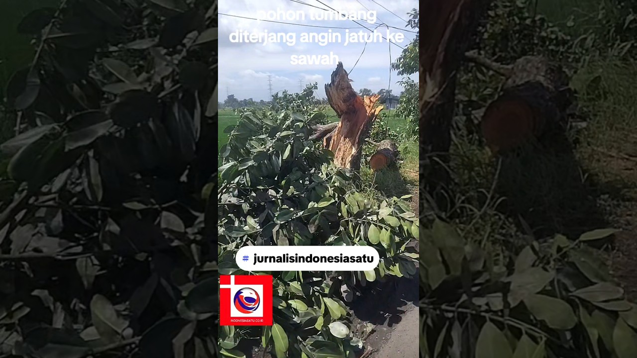 Pohon Tumbang!!! Untung Tidak ada Korban