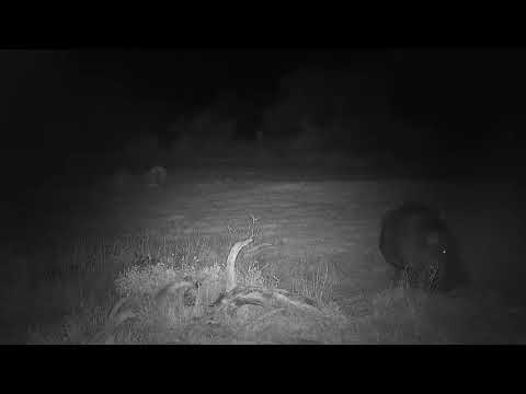 Djuma: Hippo arriving-Pt:1 - 19:55 - 05/24/21