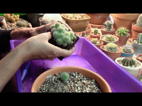 , title : 'Mid-winter succulent update and a cacti seedling repotting'