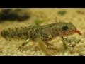 Timelapse: Feeding the Fire Salamander Larvae ...