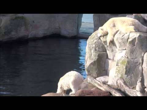 Eisbär Jungtier Lili ärgert ihre Mama Valeska