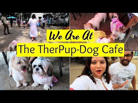 Enjoying Independence Day In Dog Cafe | The Only Dog Cafe In Bangalore | TherPup Dog Cafe Video