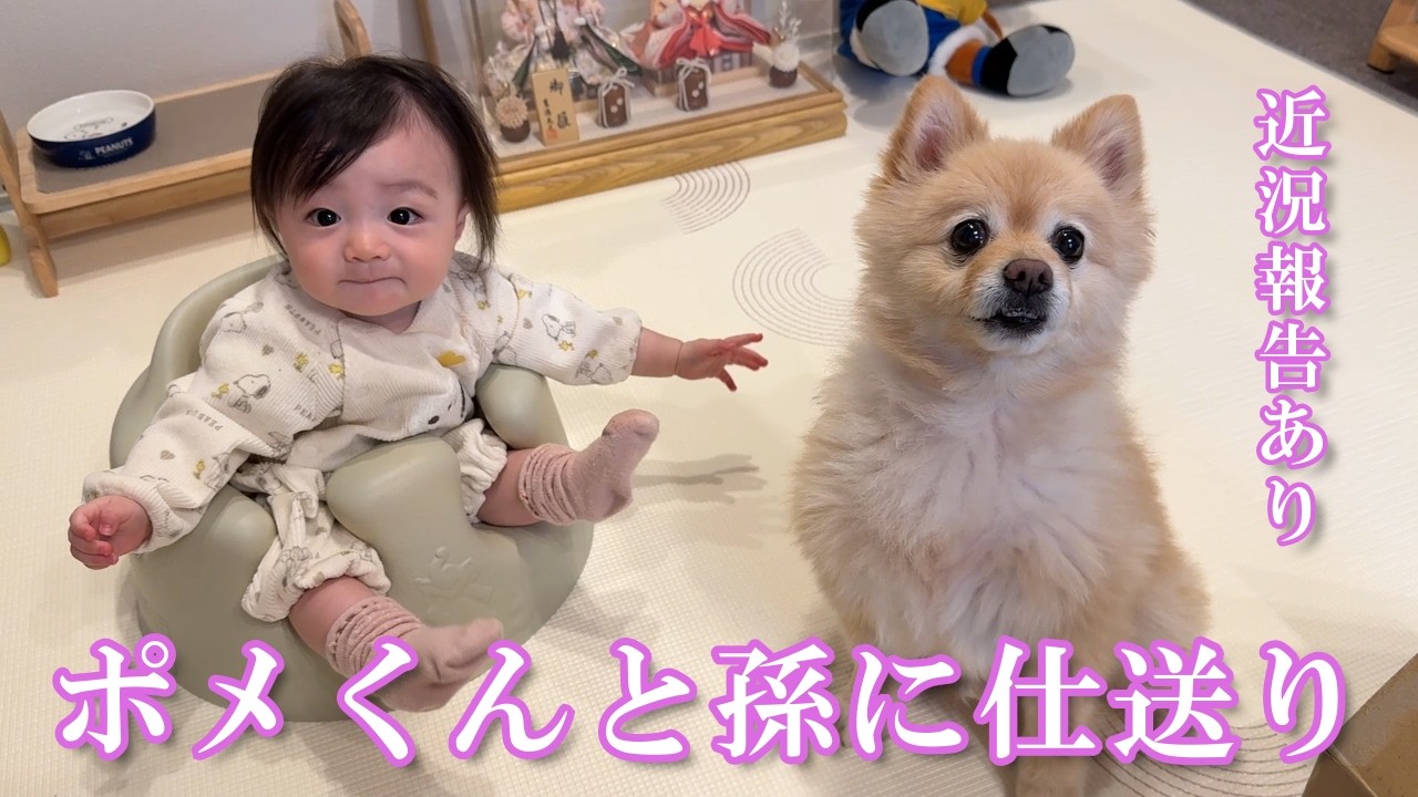 【仕送り開封】ポメくんと息子夫婦に仕送り＆最近の我が家について【近況報告】
