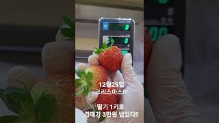 딸기 한알이 1,000원!!!!!!!