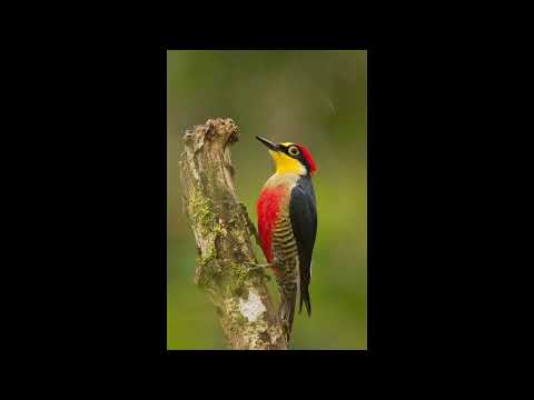 Programa: Caminho da Roça - 15/07/26 - Parte 1 - Apresentação: Paulinho
